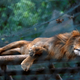 Around 50 animals have starved to death at Caricuao zoo in Caracas, where this lion takes a break.